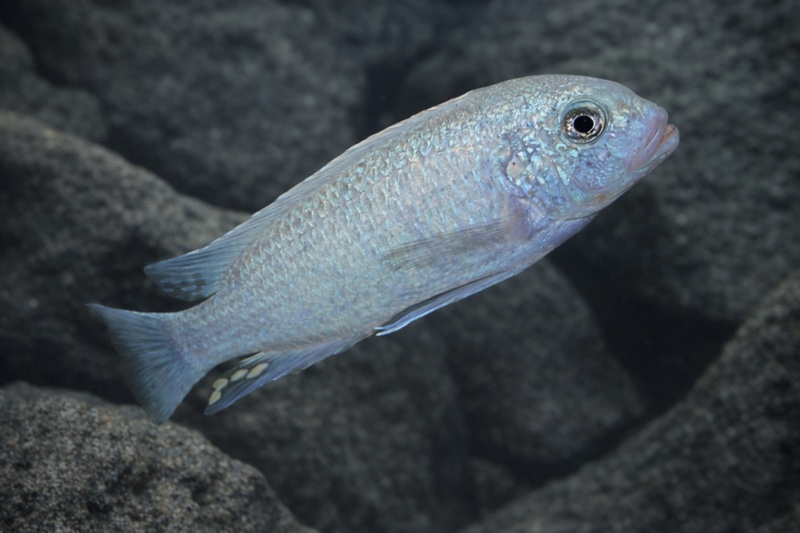 Maylandia callainos 'Ruarwe'